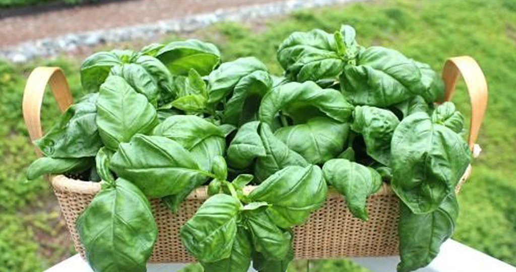Black Pepper